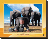 Elephant Impressão em tela esticada por Tom Arma