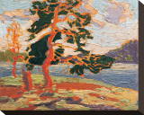 The Pine Tree Stretched Canvas Print by Tom Thomson