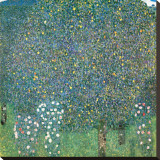 Rosiers sous les Arbres, c.1905 Stretched Canvas Print by Gustav Klimt