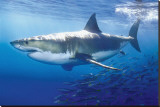 Great White Shark Stretched Canvas Print