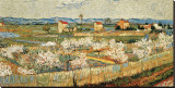 Peach Blossoms in the Crau, c.1889 Stretched Canvas Print by Vincent van Gogh