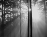 Light Through The Trees I Prints