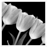 Tulip Line Prints