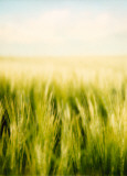 Jean-Frédéric Bourdier - Wheat - Poster Jean-Frédéric Bourdier - Wheat - Poster
