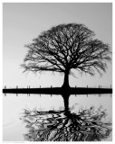 Standing Oak Tree Prints