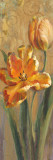 Parrot Tulips on Gold I Posters by Danhui Nai