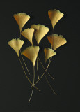 Feuilles de Ginkgo Poster par Paul Taylor