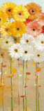 Daisies Fall I Prints by Danhui Nai