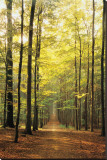 Forest Path Stretched Canvas Print