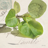 Apple Leaf Láminas por Deborah Schenck Apple Leaf Láminas por Deborah Schenck