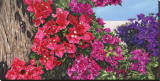Bougainvillia Stretched Canvas Print by Pamela Jablonski
