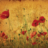 Field of Poppies Posters