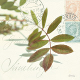 Trailing Leaf Affiches par Deborah Schenck