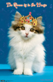 Kitten Poster