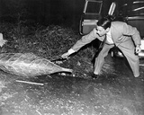 Invasion of the Body Snatchers Photo
