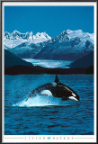 Orca Posters