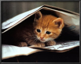 Smart Cat Prints by Stuewer 