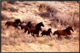 Mustang Horses Running, Wyoming Posters Mustang Horses Running, Wyoming Posters
