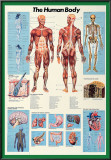 Human Body Posters