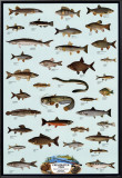 Fish Freshwater Poster
