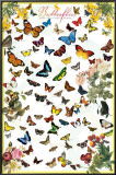 Butterflies Posters