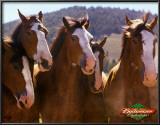 Budweiser Posters