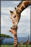 Giraffe Kissing Baby Posters