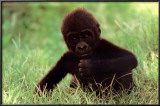 Gorilla Baby Prints