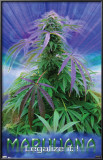 Marijuana - Legalize It Prints