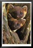 Pine Martens Prints by Andy Rouse