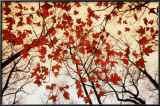 Bare Branches and Red Maple Leaves Posters