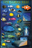The Coral Reef Photo