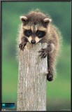 Planet Earth - Racoon Prints