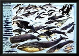 Baleines et dauphins Posters