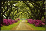 Beautiful Pathway Lined with Trees and Purple Azaleas Poster