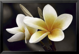 Frangipani Posters