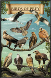 Birds of Prey Posters