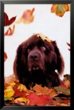 Dog in Leaves Lámina