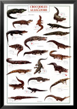 Cocodrilos y caimanes Pósters Cocodrilos y caimanes Pósters