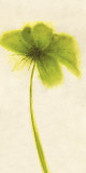 Floral Burst VII Posters by Emma Forrester