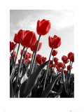 Tulipanes Láminas Tulipanes Láminas
