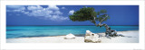 Divi Divi Tree Poster von Tom Mackie