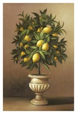 Potted Lemon Tree Posters by Welby 
