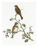 Emberiza Rustica Art par Aaron Ashley