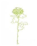 A Chrysanthemum II Prints by Filippo Ioco A Chrysanthemum II Prints by Filippo Ioco