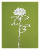A Chrysanthemum I Prints by Filippo Ioco A Chrysanthemum I Prints by Filippo Ioco