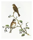 Emberiza Rustica Posters by Aaron Ashley Emberiza Rustica Posters by Aaron Ashley
