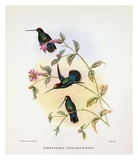 Dorifera Veraguensis Art by Aaron Ashley