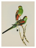 Psephotus Pulcherrimus Print by Aaron Ashley