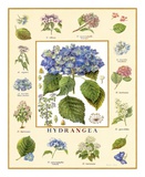 Bontanica Hydrangea Posters by Petula Stone